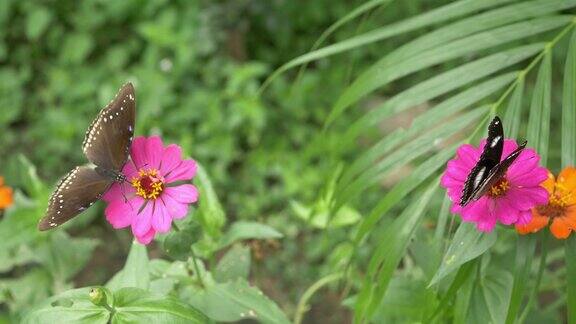 慢镜头蝴蝶在美丽的花上