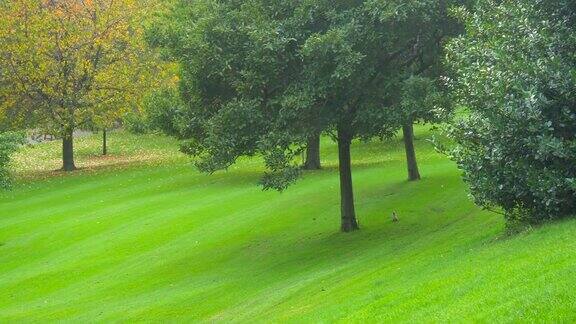 爱丁堡公园里玩耍的松鼠