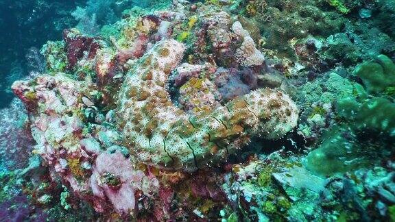 海参在珊瑚礁自然循环机器上的动物行为