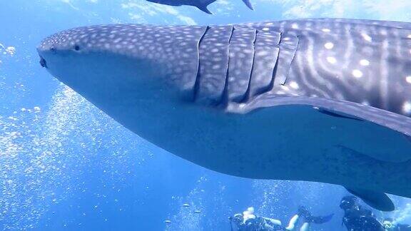 雄伟的鲸鲨慢慢地游向镜头
