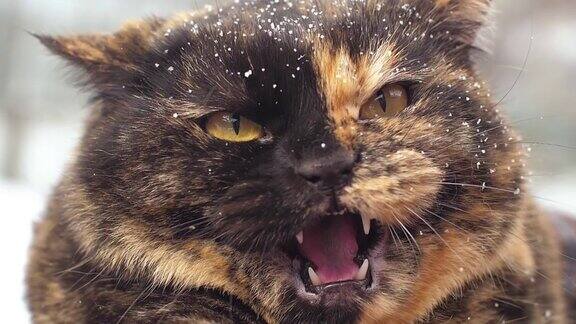 冬天愤怒的嘶嘶猫