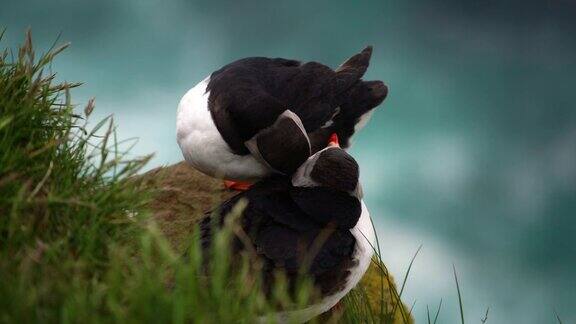 冰岛海雀科的野生大西洋海雀