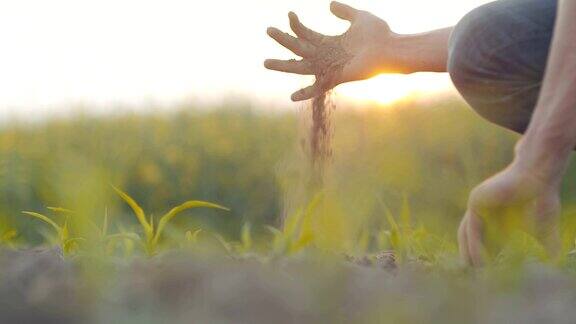 土壤农业-农民的手握和倒灌有机土壤