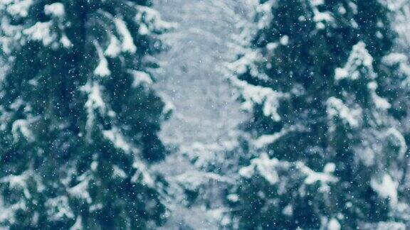 冬季仙境的雪山风景白雪覆盖的云杉