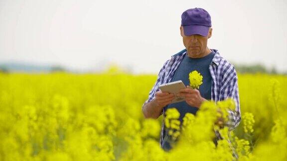 农民用数字平板检查油菜在田间开花