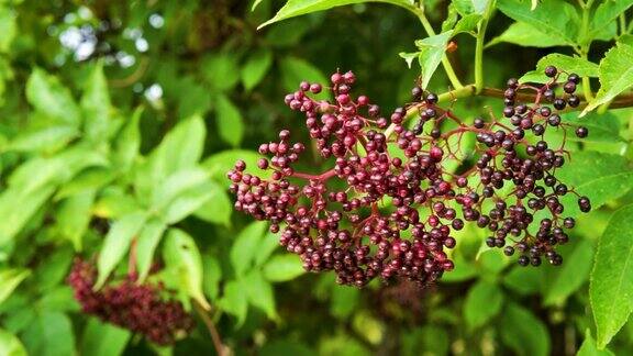 秋天花园里成熟的黑接骨木莓浆果(黑接骨木莓)