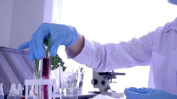 实验室合作者戴着口罩和橡胶手套检查室内植物的试管