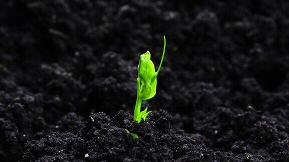 发芽种子在地面农业中的生长春夏交替发芽温室农业中的豌豆植株