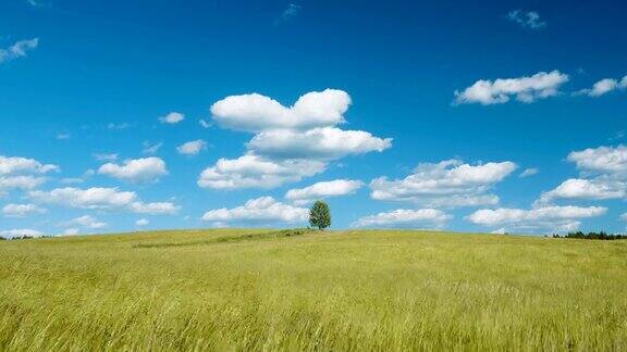绿野上的一棵孤独的树映衬着蓝天