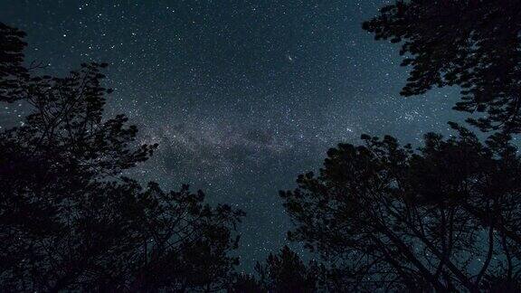 延时银河在繁星点点的天空中在夜晚的森林中