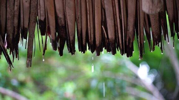 夏天的雨大雨滴落在稻草屋顶坦桑尼亚非洲