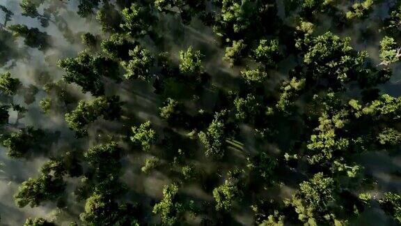 飞过雾蒙蒙的森林
