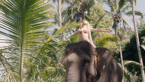 女人骑着大象在丛林中