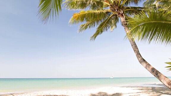 海滩上一颗孤独的棕榈