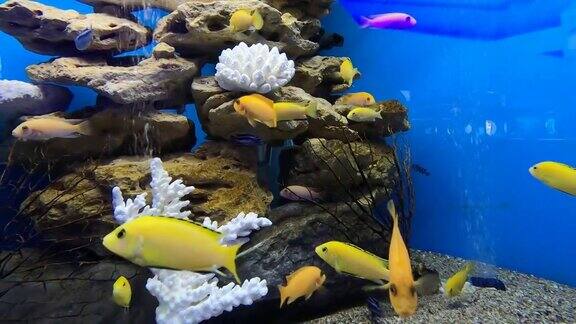 热带电黄色慈鲷马拉维水族馆鱼类