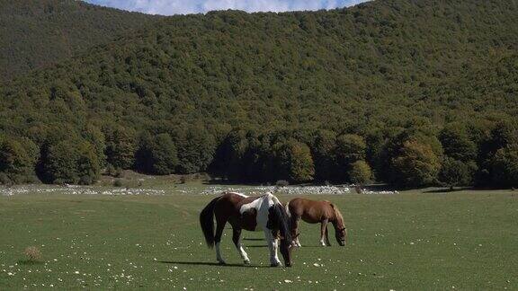 2匹美丽的马在意大利被绿色群山包围的山谷里吃草的视频