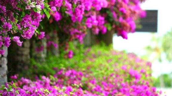 粉红色的九重蔷薇花被种植在公园的围栏上自然花卉围栏概念减少全球变暖