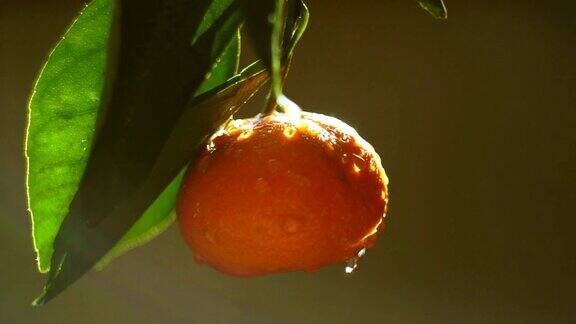 在阳光下的橘子水滴