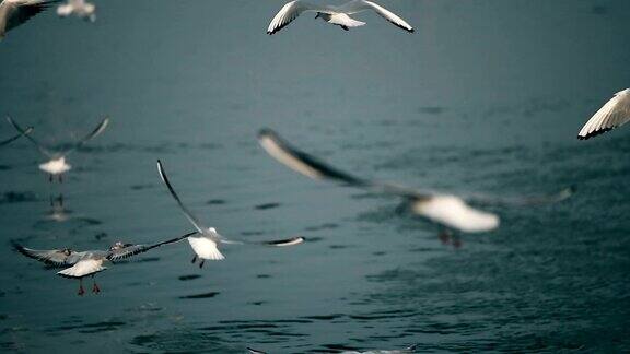 慢镜头海鸥在海里飞翔和钓鱼