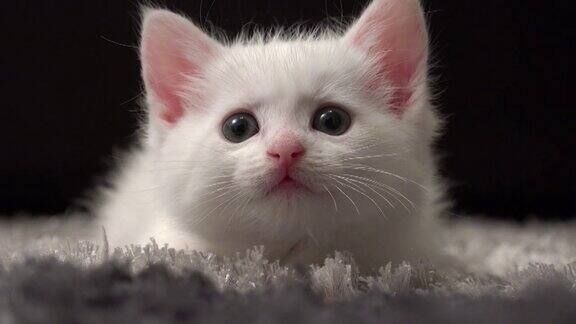 一只毛茸茸的白色小猫土耳其安哥拉猫躺在地毯上