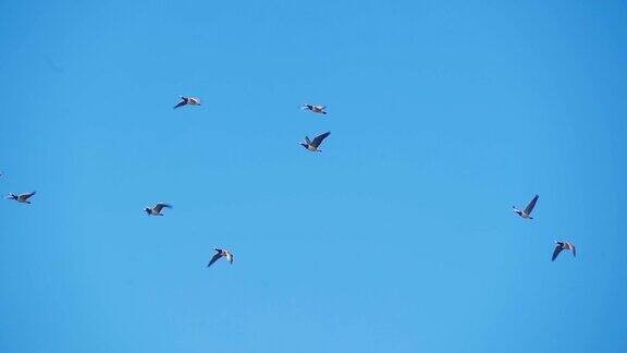 一群鸟儿在蓝天上飞翔