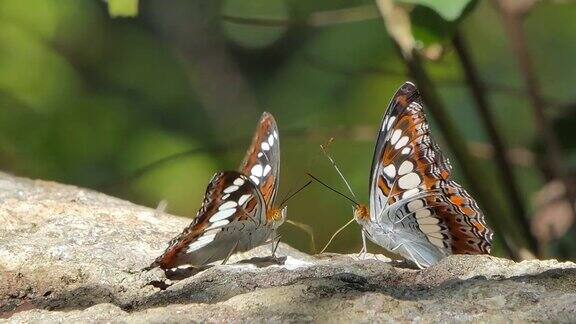 两只蝴蝶在岩石上挥动翅膀