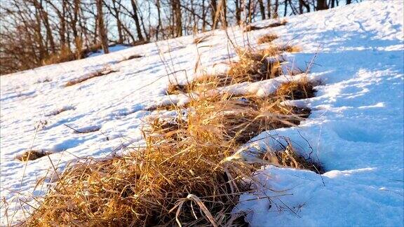 山上的雪里的枯草