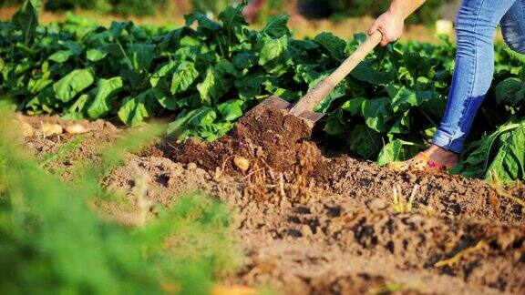 女农夫在花园里用铲子挖土豆