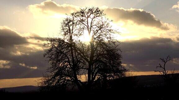 树在日落云的形成阳光天气4K