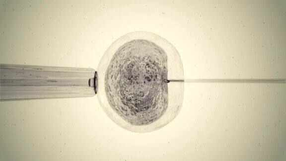 灰色卵子正被精子受精