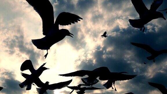 黄昏时分一群海鸥在空中飞翔的剪影