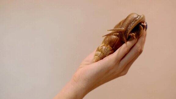女人的手上有一只阿哈蒂娜蜗牛