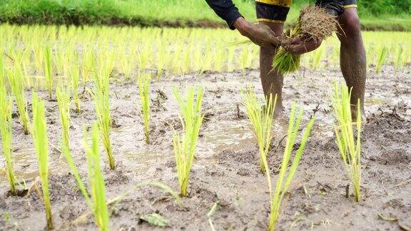 农民在水浸土壤种植水稻芽雨季种植