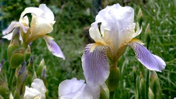 紫色蝴蝶花花瓣上有雨滴生长在花坛或后院