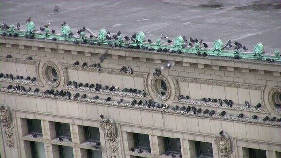 鸽子在城市建筑屋顶上飞翔降落