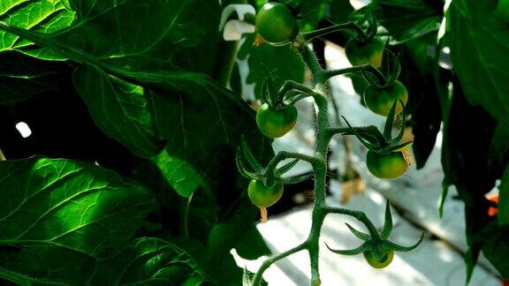 绿番茄在4k温室的番茄植株上
