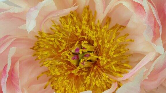 盛开的花朵粉彩牡丹
