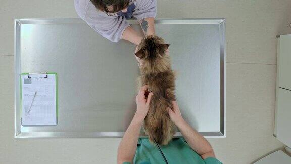 LD在诊所检查台上兽医正在听猫的肺和心脏