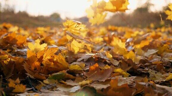 特写黄色的秋叶慢慢地飘落在地上地上覆盖着干枯鲜艳的树叶明亮的阳光照亮了落叶五彩缤纷的秋季模糊的背景慢动作