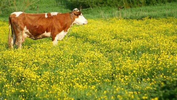 草地上美丽的棕白色奶牛