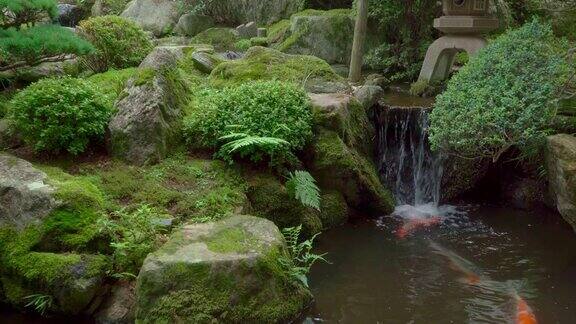 美丽的日本花园装饰树木和锦鲤鱼塘