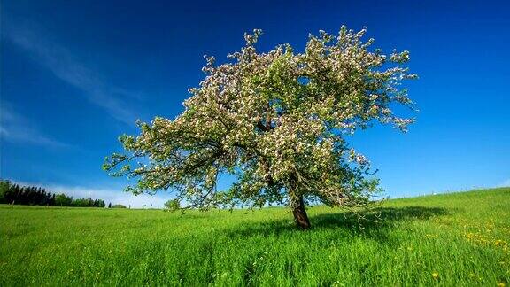 鹤落:春天开花的树
