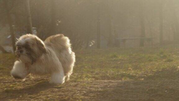 毛茸茸的狗在秋天的阳光下奔跑