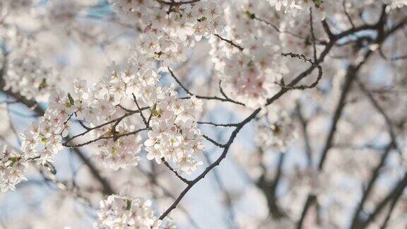 樱花树与蓝天为背景