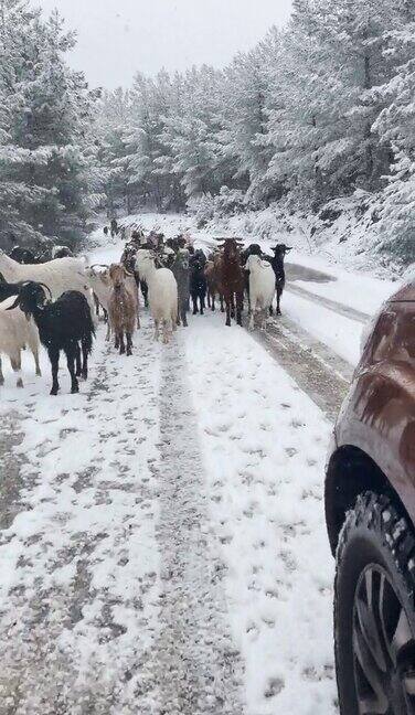 驾驶在一个下雪的乡村道路上羊群沿着道路走垂直格式的视频