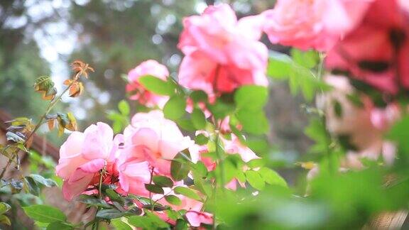 玫瑰花园从低角度