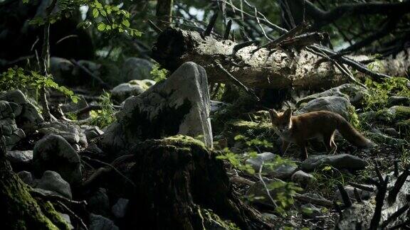 狐狸在森林里寻找食物