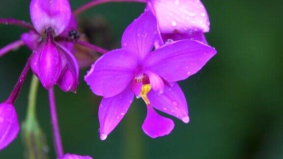 紫花在雨后的风泰国清迈省