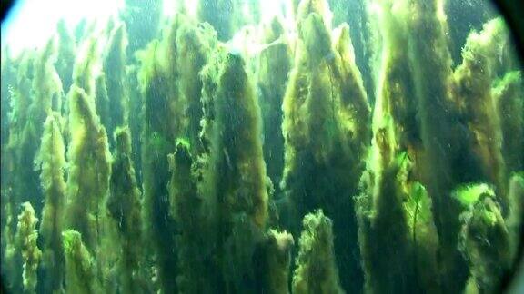 在水下湖泊植物:绿藻