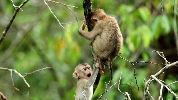 小猴子生活在泰国Khaoyai国家公园的天然林里慢镜头